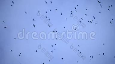 成群结队地飞向蓝天的热带皱纹嘴唇水果蝙蝠